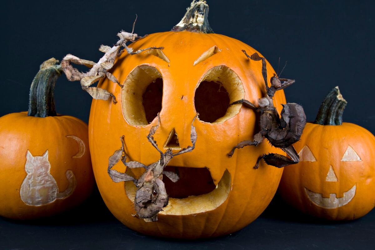 Calabazas talladas con caras de Halloween en el Zoológico Nacional del Smithsonian